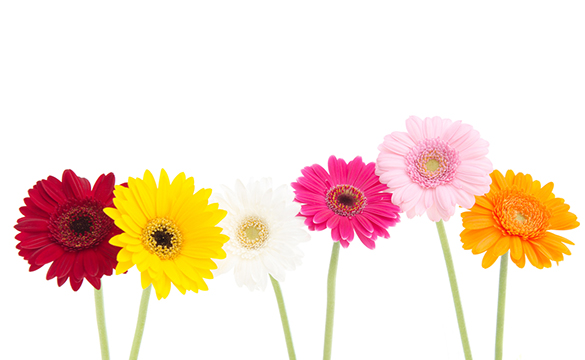 ライト(月額)¥33,000〜資格申請の伴走